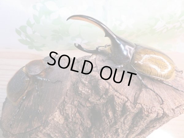 画像5: 新成虫☆D.H.リッキー♂114ミリ♀65ミリペア販売!! (5)