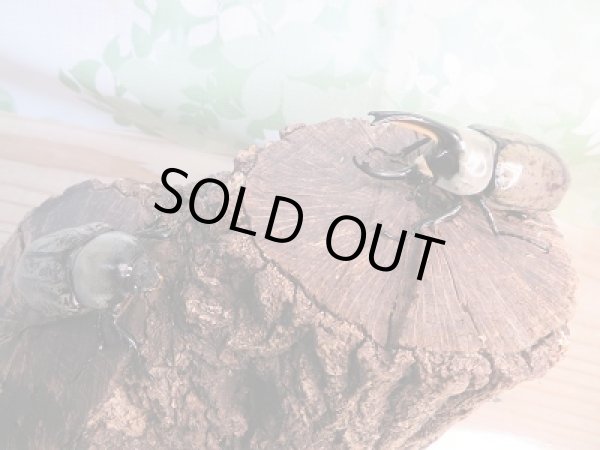 画像5: 美麗!F2☆新成虫☆グラントシロカブト♂77ミリ♀53ミリペア販売!! (5)