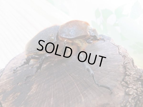 画像4: 新成虫☆D.H.リッキー♂112ミリ♀60ミリペア販売!! (4)