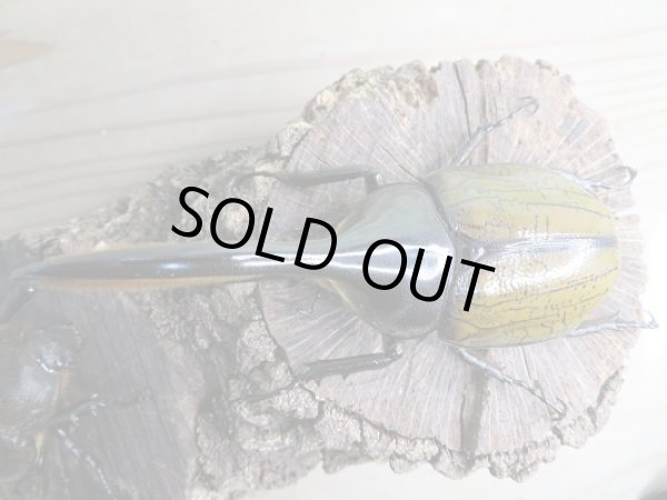 画像2: 新成虫☆D.H.リッキー♂114ミリ♀65ミリペア販売!! (2)