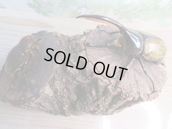 画像5: 新成虫☆D.H.リッキー♂112ミリ♀60ミリペア販売!! (5)