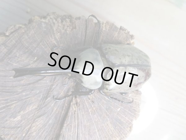 画像2: 美麗!F2☆新成虫☆グラントシロカブト♂77ミリ♀53ミリペア販売!! (2)