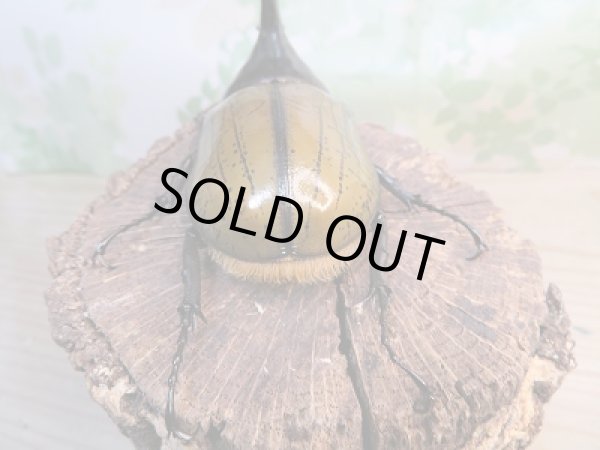 画像3: 新成虫☆D.H.リッキー♂114ミリ♀65ミリペア販売!! (3)