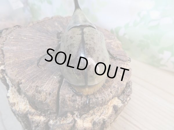 画像3: 美麗!F2☆新成虫☆グラントシロカブト♂77ミリ♀53ミリペア販売!! (3)