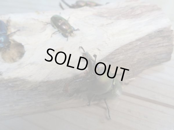 画像5: 新成虫!F3☆パプアキンイロクワガタ(特殊カラー)♂♀フリーサイズペア販売!! (5)