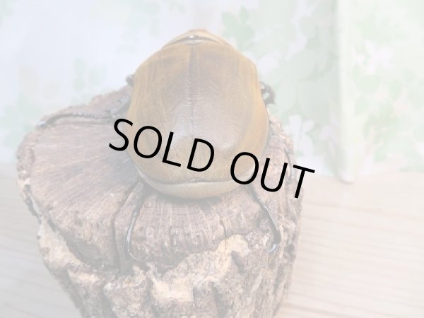 画像3: 新成虫☆コスタリカ産☆エレファスゾウカブト♂118ミリ♀73ミリペア販売!! (3)