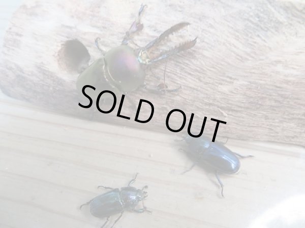 画像2: 新成虫!F3☆パプアキンイロクワガタ(特殊カラー)♂♀フリーサイズペア販売!! (2)