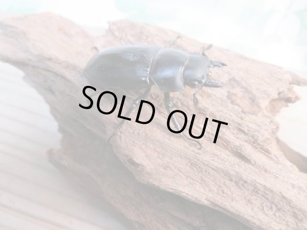 画像4: 新成虫☆フォルスターフタマタクワガタ(亜種キヨタミ)♂68ミリ♀41ミリペア販売!! (4)