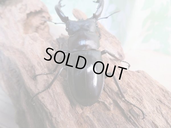 画像3: 新成虫☆フォルスターフタマタクワガタ(亜種キヨタミ)♂68ミリ♀41ミリペア販売!! (3)