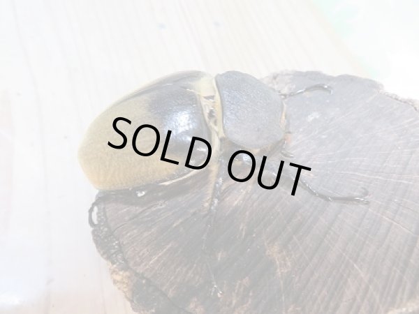 画像4: 新成虫☆コスタリカ産☆エレファスゾウカブト♂118ミリ♀73ミリペア販売!! (4)