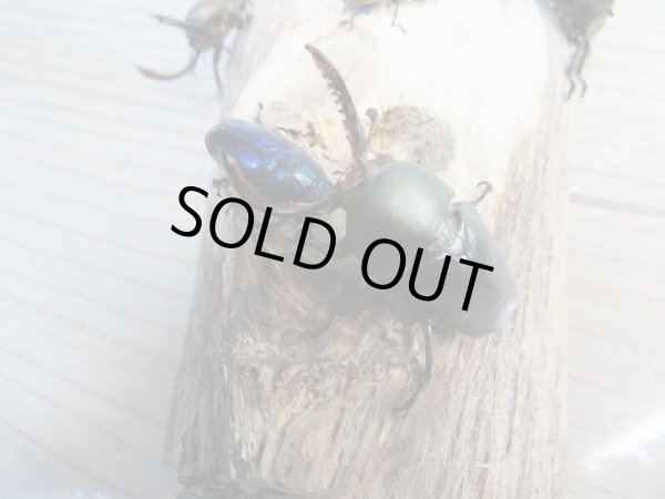 画像4: 新成虫!F3☆パプアキンイロクワガタ(特殊カラー)♂♀フリーサイズペア販売!! (4)