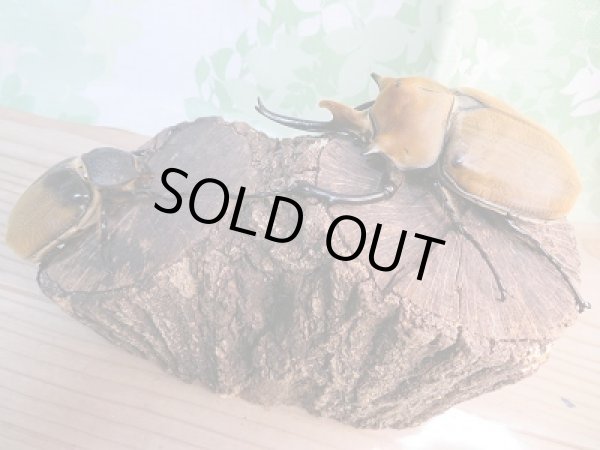 画像5: 新成虫☆コスタリカ産☆エレファスゾウカブト♂118ミリ♀73ミリペア販売!! (5)