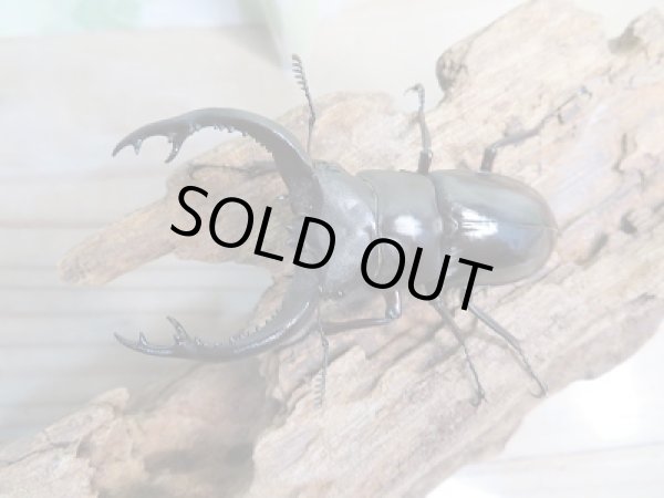 画像2: 新成虫☆フォルスターフタマタクワガタ(亜種キヨタミ)♂68ミリ♀41ミリペア販売!! (2)