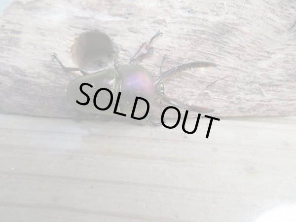 画像3: 新成虫!F3☆パプアキンイロクワガタ(特殊カラー)♂♀フリーサイズペア販売!! (3)