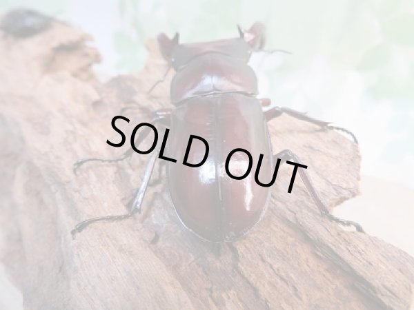 画像3: 新成虫☆フォルスターフタマタクワガタ(原名亜種)♂72-A´♀43ミリ-A´別血統ペア販売!! (3)