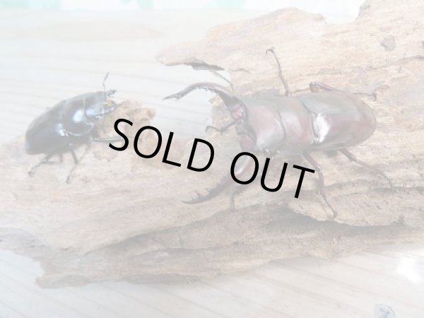 画像5: 新成虫☆フォルスターフタマタクワガタ(原名亜種)♂60ミリ♀43ミリ別血統ペア販売!! (5)