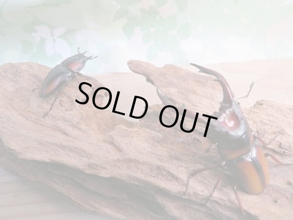 画像5: ☆大人気種☆新成虫!ミラビリスノコギリクワガタ♂67ミリ♀35ミリ別血統ペア販売!! (5)