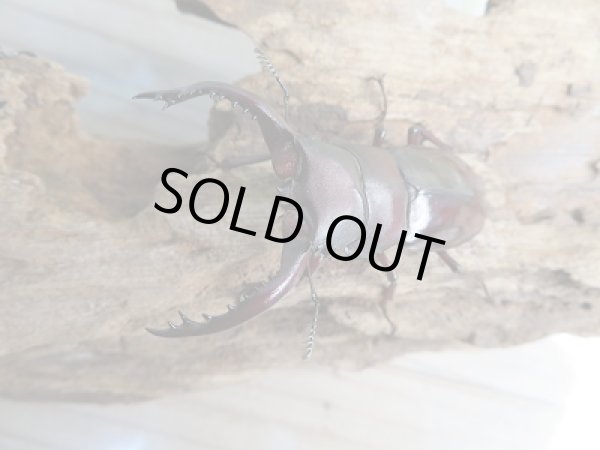 画像2: 新成虫☆フォルスターフタマタクワガタ(原名亜種)♂60ミリ♀43ミリ別血統ペア販売!! (2)