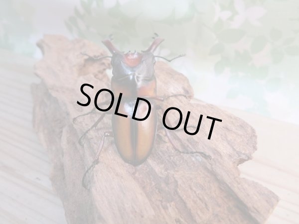 画像3: ☆大人気種☆新成虫!ミラビリスノコギリクワガタ♂67ミリ♀35ミリ別血統ペア販売!! (3)