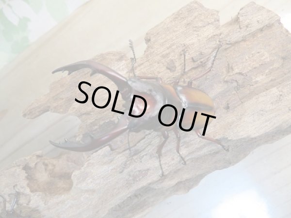 画像2: ☆大人気種☆新成虫!ミラビリスノコギリクワガタ♂67ミリ♀35ミリ別血統ペア販売!! (2)