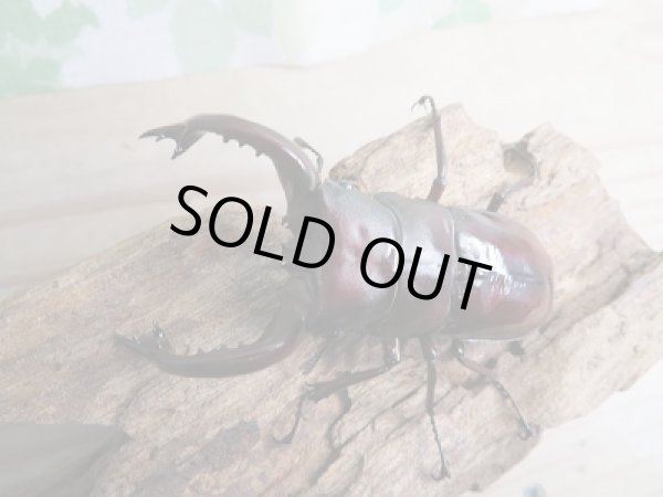 画像2: 新成虫☆フォルスターフタマタクワガタ(原名亜種)♂72-A´♀43ミリ-A´別血統ペア販売!! (2)