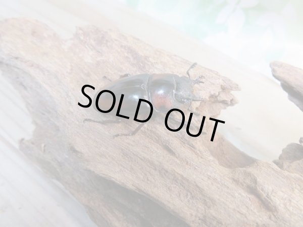 画像4: ☆大人気種☆新成虫!ミラビリスノコギリクワガタ♂67ミリ♀35ミリ別血統ペア販売!! (4)