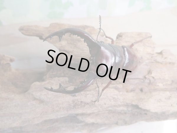 画像2: 新成虫☆F1☆フォルスターフタマタクワガタ(亜種ニシ)♂71ミリ♀37ミリペア販売!! (2)