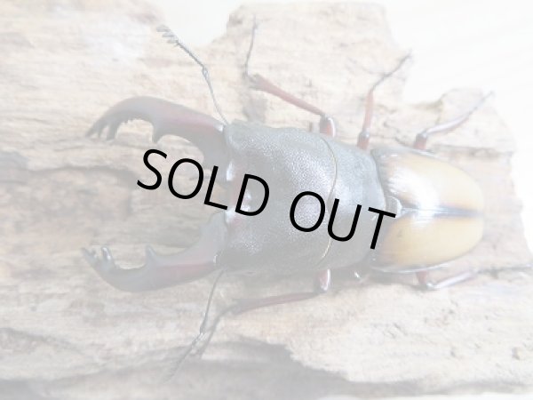 画像2: 大人気種☆WF2☆ウムハンギノコギリクワガタ♂65ミリ♀33ミリペア販売!! (2)