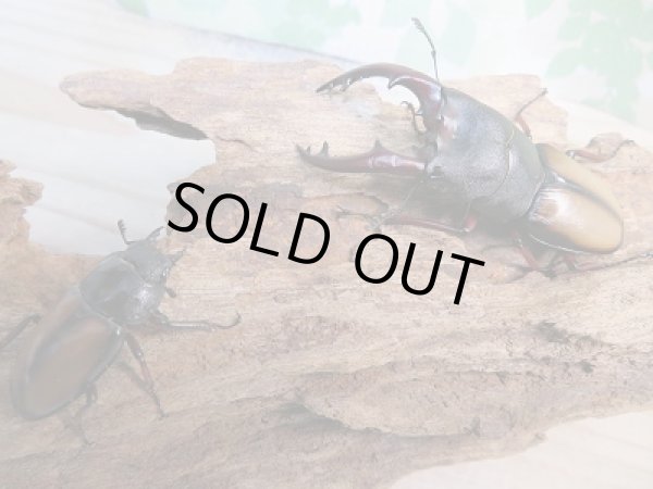 画像2: 大人気種☆WF3☆ウムハンギノコギリクワガタ初二令幼虫3頭セット販売!! (2)