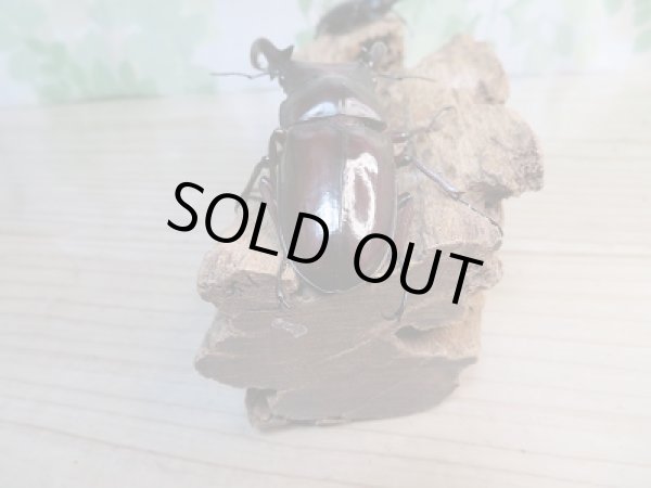 画像3: 新成虫☆フォルスターフタマタクワガタ(原名亜種)♂77♀46ミリペア販売!! (3)