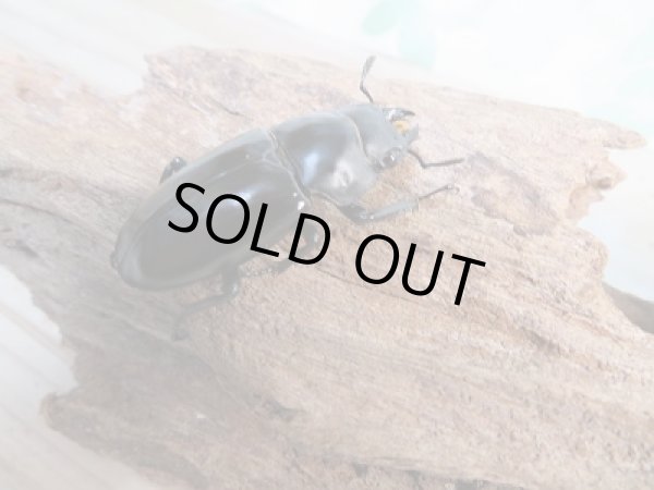 画像4: 新成虫☆F1☆フォルスターフタマタクワガタ(亜種ニシ)♂71ミリ♀37ミリペア販売!! (4)