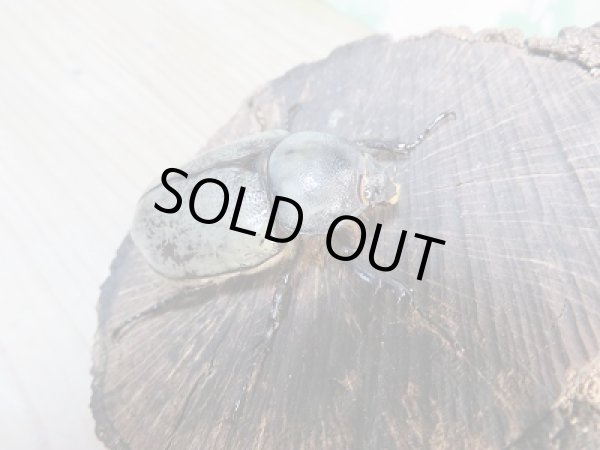 画像4: 美麗!F2☆新成虫☆グラントシロカブト♂77ミリ♀52ミリペア販売!! (4)