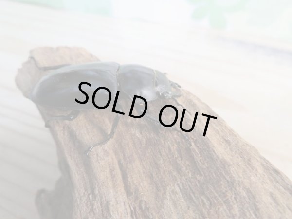 画像4: 新成虫☆フォルスターフタマタクワガタ(亜種キヨタミ)♂74ミリ♀43ミリペア販売!! (4)