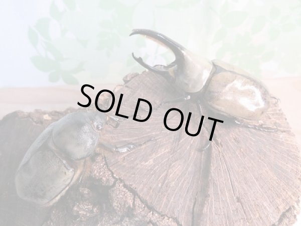 画像5: 美麗!F2☆新成虫☆グラントシロカブト♂77ミリ♀52ミリペア販売!! (5)