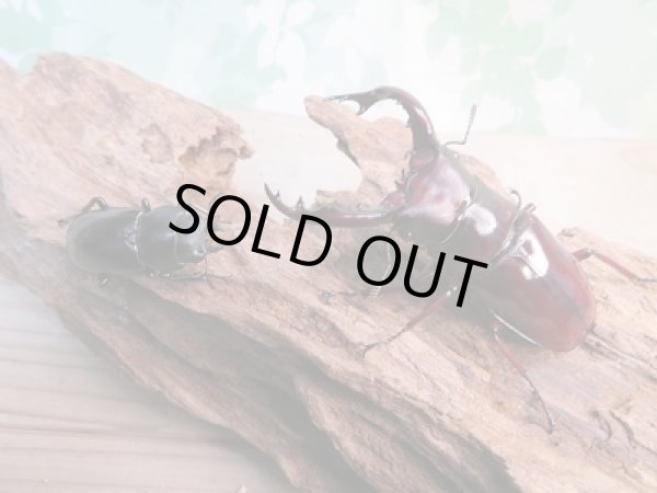 画像5: 新成虫☆F1☆フォルスターフタマタクワガタ(亜種ニシ)♂71ミリ♀37ミリペア販売!! (5)