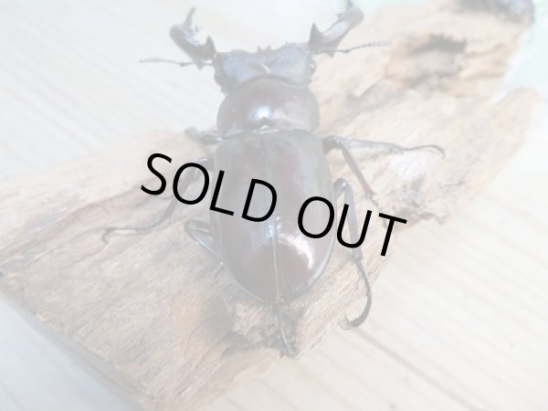 画像3: 新成虫☆フォルスターフタマタクワガタ(亜種キヨタミ)♂74ミリ♀43ミリペア販売!! (3)