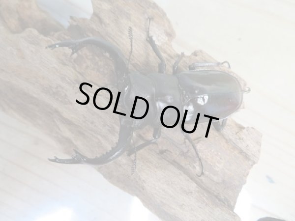 画像2: 新成虫☆フォルスターフタマタクワガタ(亜種キヨタミ)♂74ミリ♀43ミリペア販売!! (2)