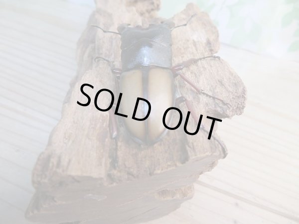 画像3: 大人気種☆WF2☆ウムハンギノコギリクワガタ♂65ミリ♀33ミリペア販売!! (3)