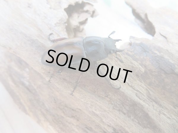 画像4: 大人気種☆WF2☆ウムハンギノコギリクワガタ♂65ミリ♀33ミリペア販売!! (4)