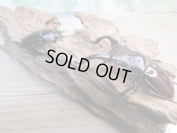 画像5: 新成虫☆フォルスターフタマタクワガタ(原名亜種)♂77♀46ミリペア販売!! (5)