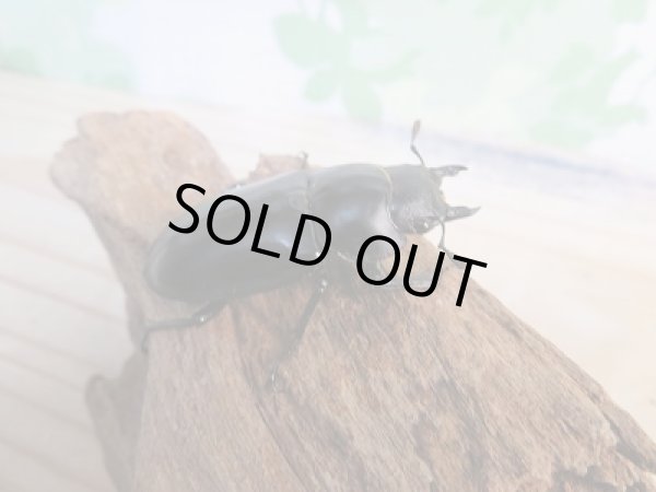 画像4: 新成虫☆フォルスターフタマタクワガタ(原名亜種)♂77♀46ミリペア販売!! (4)