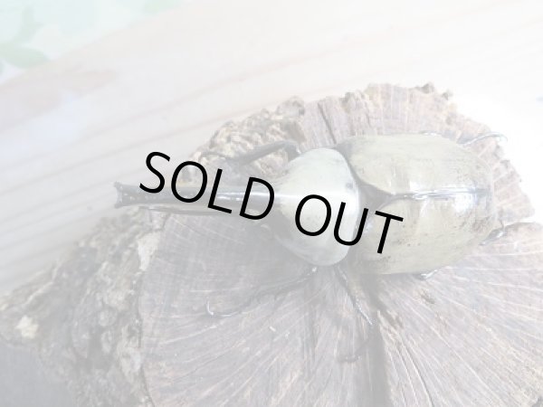 画像2: 美麗!F2☆新成虫☆グラントシロカブト♂77ミリ♀52ミリペア販売!! (2)