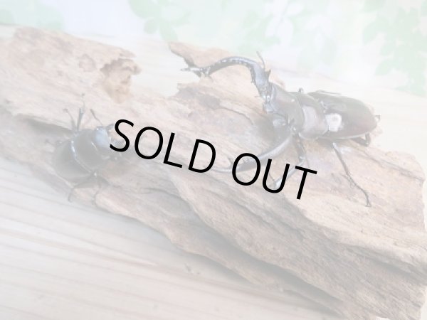 画像5: 新成虫☆フォルスターフタマタクワガタ(亜種キヨタミ)♂74ミリ♀43ミリペア販売!! (5)