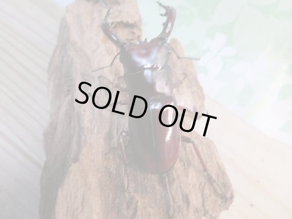 画像3: 新成虫☆F1☆フォルスターフタマタクワガタ(亜種ニシ)♂71ミリ♀37ミリペア販売!! (3)