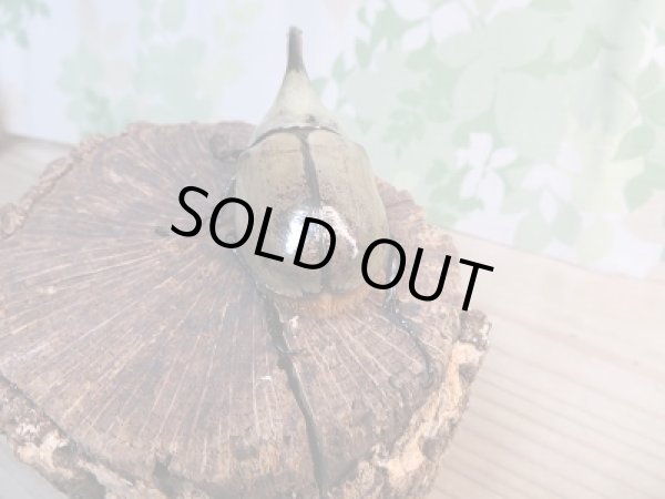 画像3: 美麗!F2☆新成虫☆グラントシロカブト♂77ミリ♀52ミリペア販売!! (3)