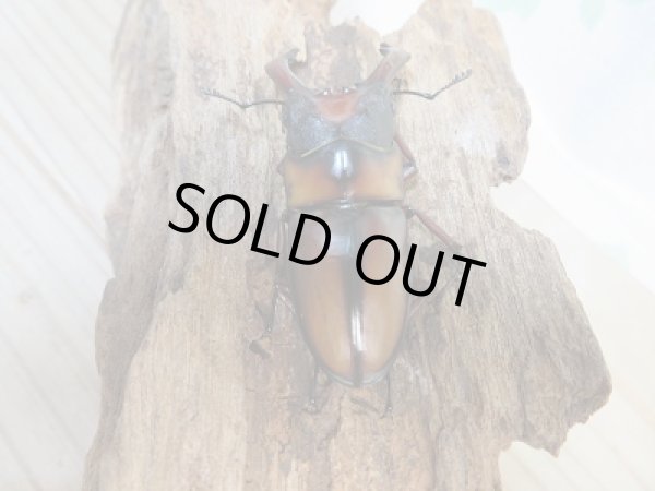 画像3: ☆大人気種☆新成虫!ミラビリスノコギリクワガタ♂62ミリ♀37ミリペア販売!! (3)