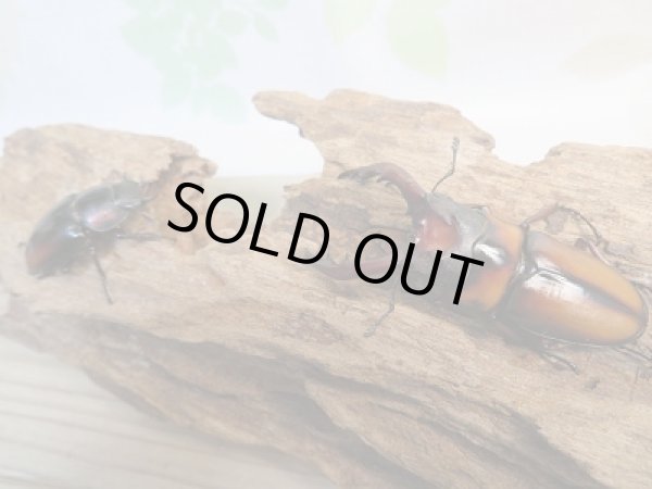 画像5: ☆大人気種☆新成虫!ミラビリスノコギリクワガタ♂62ミリ♀37ミリペア販売!! (5)