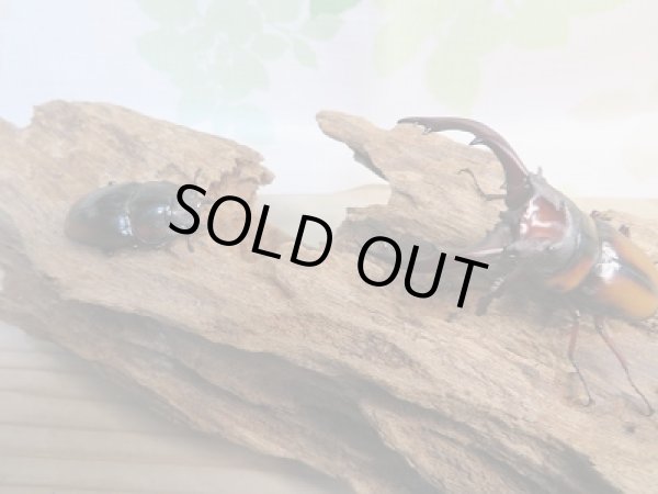 画像5: ☆大人気種☆新成虫!ミラビリスノコギリクワガタ♂63ミリ♀37ミリペア販売!! (5)