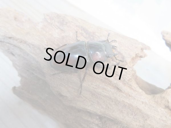 画像4: ☆大人気種☆新成虫!ミラビリスノコギリクワガタ♂62ミリ♀37ミリペア販売!! (4)