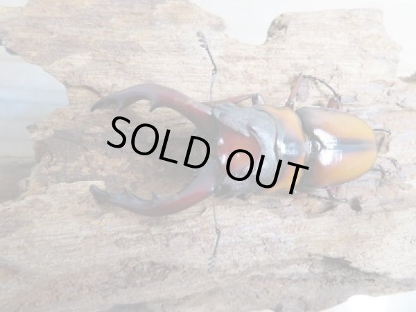 画像2: ☆大人気種☆新成虫!ミラビリスノコギリクワガタ♂62ミリ♀37ミリペア販売!! (2)